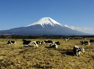 Pâturages du plateau d'Asagiri Pâturages du plateau d'Asagiri