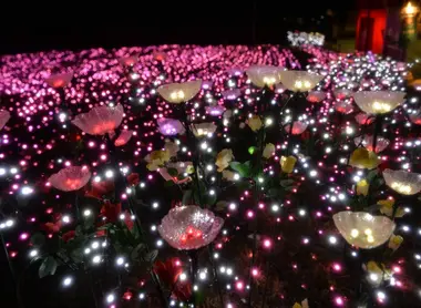 Quand les lumières se mêlent aux fleurs