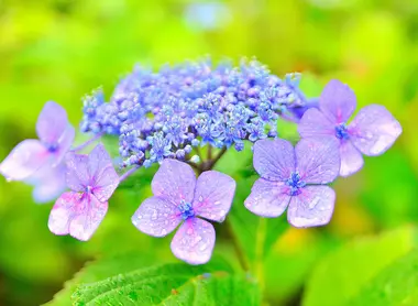 Des fleurs de toutes les formes et couleurs