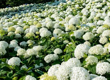 Des parterres des fleurs