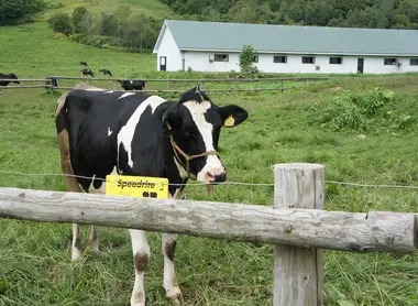 Vache de la Ferme Yamanaka