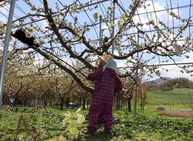 Le printemps aux vergers d'Akaigawa