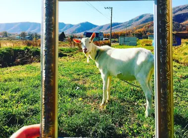 Face-bouc ! d'Akaigawa dans le cadre 