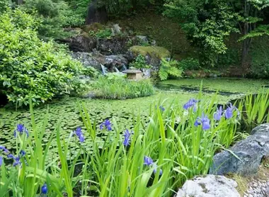 Le lac aux nénuphars Le lac aux nénuphars