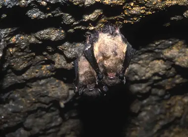 Des habitants particuliers