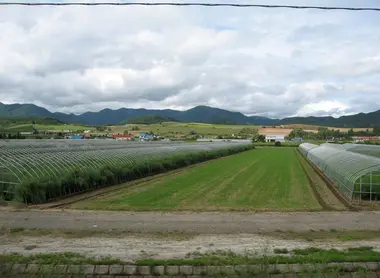 Serres de melons à Yubari