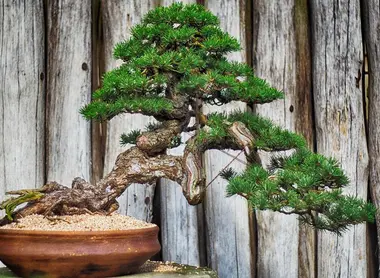 Bonsai trees convey the idea of ​​wabi-sabi