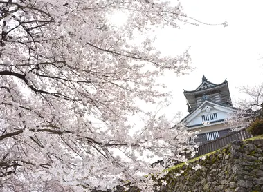 Les cerisiers du printemps Les cerisiers du printemps