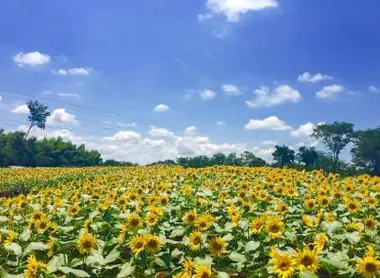 Tournesols à la ferme de Narita Yume