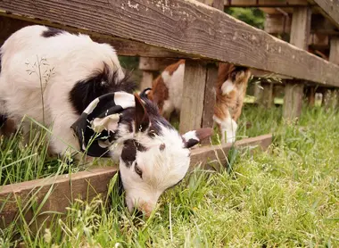 On peut voir de nombreux animaux à la ferme de Narita Yume On peut voir de nombreux animaux à la ferme de Narita Yume