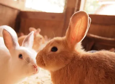 Les lapins de la ferme Les lapins de la ferme