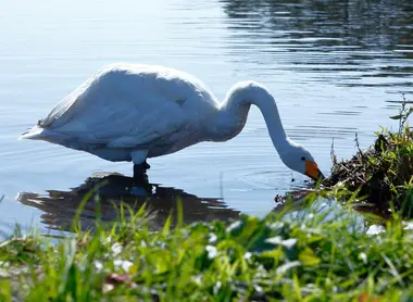  Parmi les espèces qui fréquentent les berges, les cygnes sont nombreux !