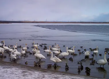 Chaque jour plus de 1000 oiseaux viennent faire une halte au lac en période de migration Chaque jour plus de 1000 oiseaux viennent faire une halte au lac en période de migration