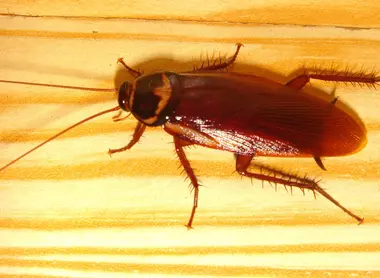 Les cafards inspirent le dégout même aux Japonais habitués à les voir