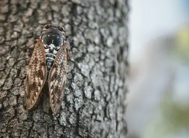 Une cigale posée sur un tronc