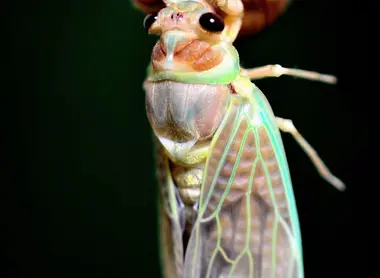 La cigale après sa mue