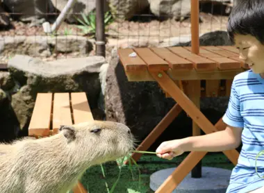 Izu shaboten zoo Izu shaboten zoo