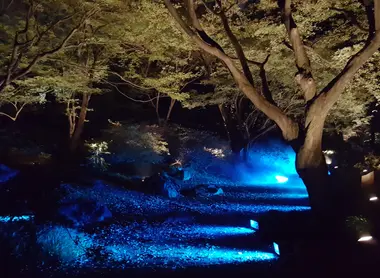 Bleu, jaune, or, le jardin brille de mille feux Bleu, jaune, or, le jardin brille de mille feux