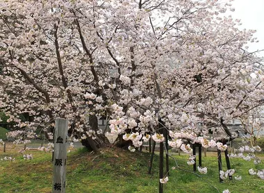 Cerisier en fleurs de Matsumae