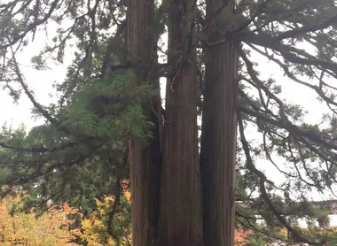 L'arbre porte-bonheur 