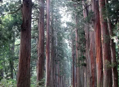 Chemin vers le sanctuaire Okusha