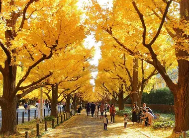 L'allée de ginkgo de Meiji Jingu Gaien L'allée de ginkgo de Meiji Jingu Gaien
