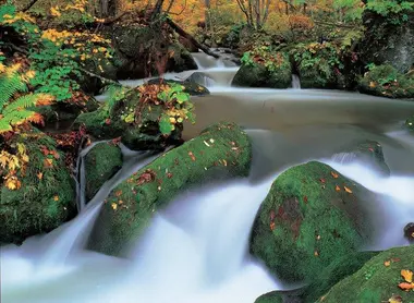 The river in the forest of Oirase Keikryu The river in the forest of Oirase Keikryu