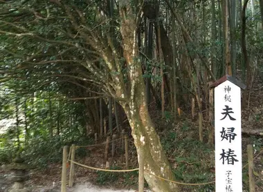 arbre-couple-camelia