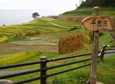 Les 1 000 rizières verdoyantes