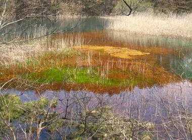 Un des étangs colorés de Goshikinuma Un des étangs colorés de Goshikinuma