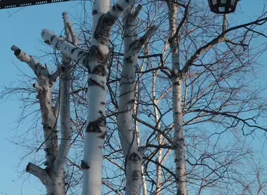 Les troncs des arbres boulot se confondent avec les poteaux des lampadaires à Kawayu onsen