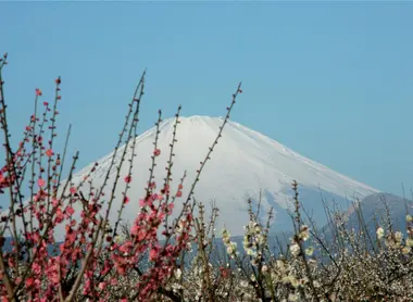 Le mont Fuji vu du parc des pruniers de Soga Bairin à Odawara Le mont Fuji vu du parc des pruniers de Soga Bairin à Odawara