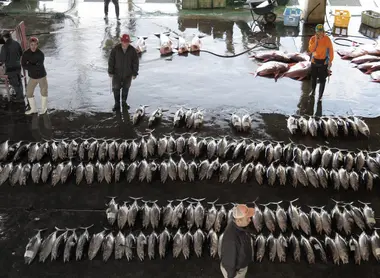 Le marché aux poissons de Kii-Katsuura Le marché aux poissons de Kii-Katsuura