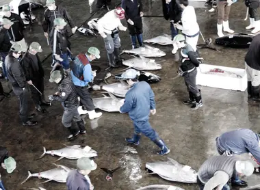 Le marché aux poissons de Kii-Katsuura Le marché aux poissons de Kii-Katsuura