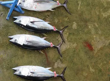 Le marché aux poissons de Kii-Katsuura Le marché aux poissons de Kii-Katsuura