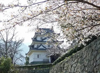 Château d'Uwajima sous les sakura