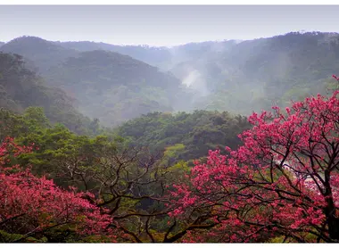 Cerisiers de Taïwan au mont Yaedake, Okinawa