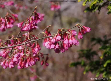 Kanhizakura - Prunus campanulata