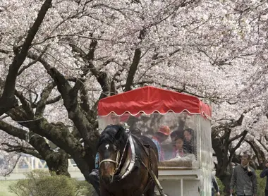 Promenade en calèche sous les cerisiers en fleurs