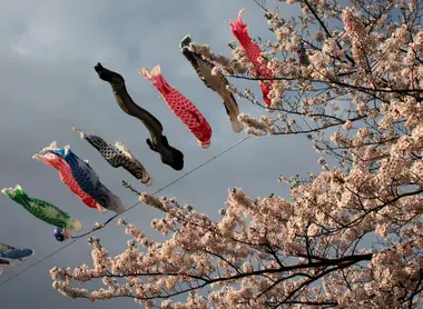 Koinobori,carp shaped windsocks