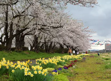 Le parc Tenshôchi durant le sakura matsuri