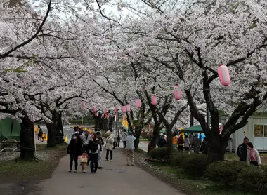 Tunnel de sakura à Kitakami Tunnel de sakura à Kitakami