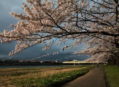 Kitakami sakura matsuri