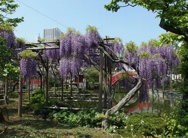 Glycine au Kameido-tenjin Glycine Kameido-tenjin