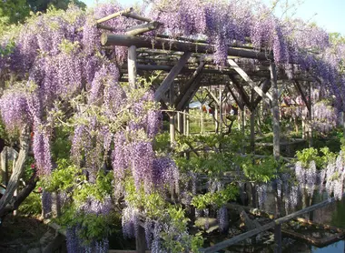 Glycine au Kameido-tenjin