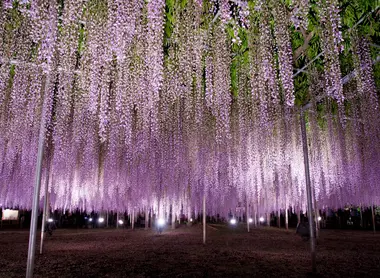 Illuminations sur les glycines du parc floral d'Ashikaga Illuminations sur les glycines du parc floral d'Ashikaga