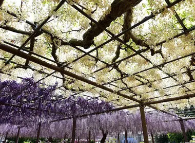 Glycines au Mandara-ji