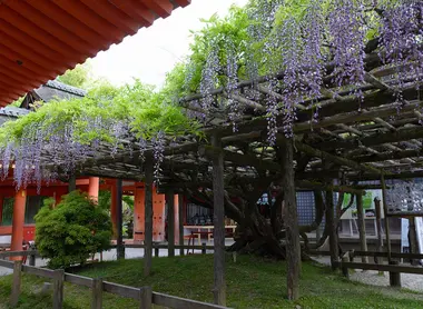 La Glycine Sunazuri no Fuji