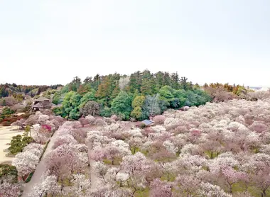 Vue du jardin Kairaku-en lors du festival Vue du jardin Kairaku-en lors du festival