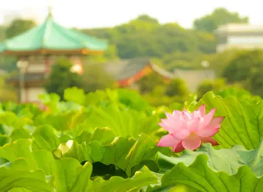 Lotus au Lac Shinobazu, Ueno Lotus au Lac Shinobazu, Ueno, Tokyo